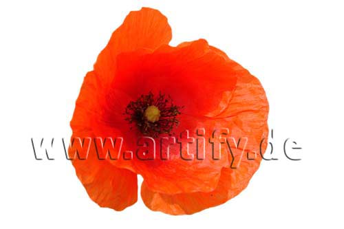 Wilder Mohn