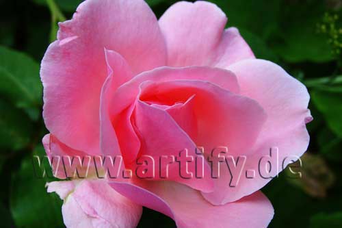 Sommerrose