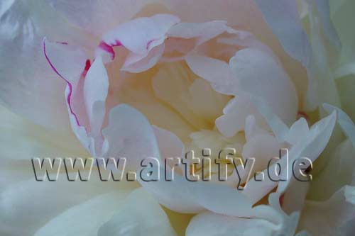 Pfingstrosenblüte