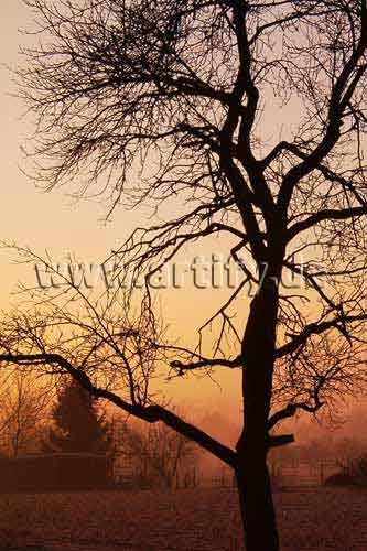 Morgens im Februar