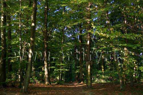 Herbstwald