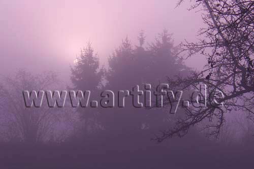 Herbstmorgen in Violett