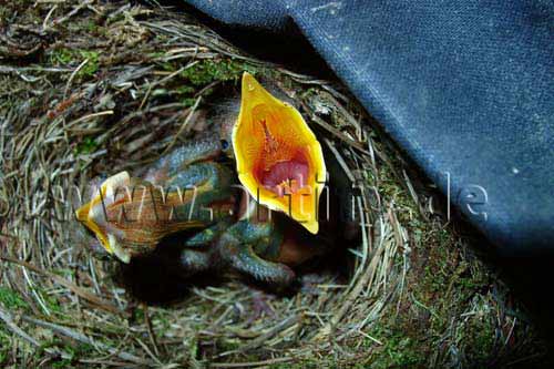 Hunger!