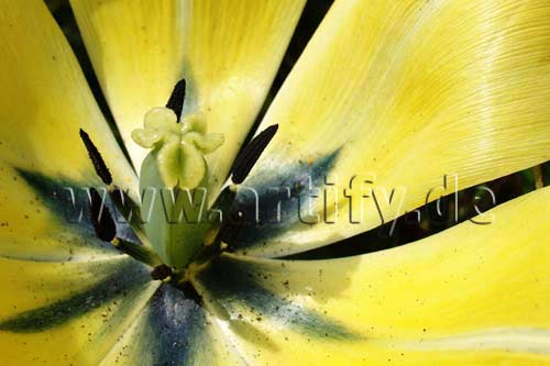 Tulpe