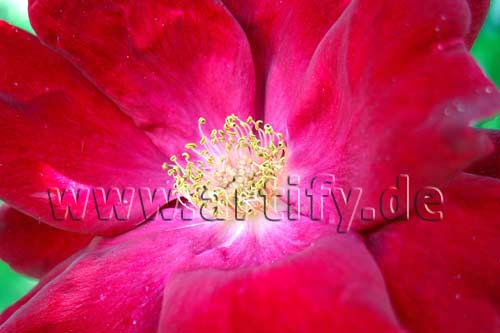 Rote Rose