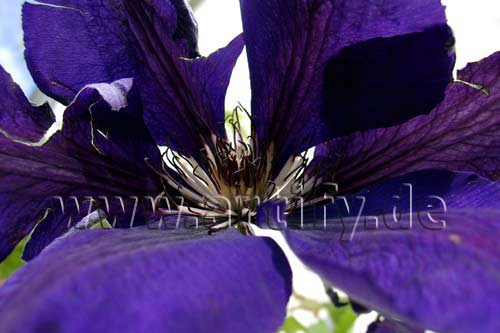 Clematis
