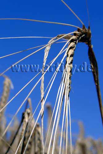 Sommer