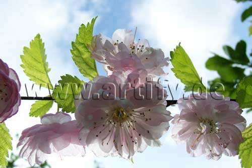 Sommerrose