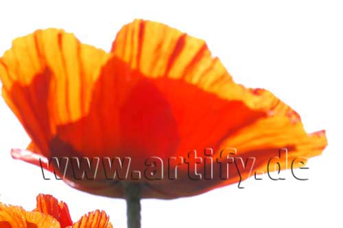 Klatschmohn