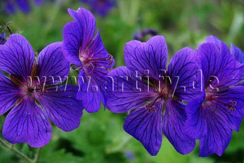Blütenzauber in Violett