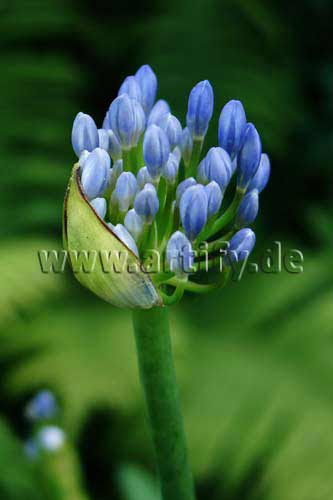 Blaues Blümchen
