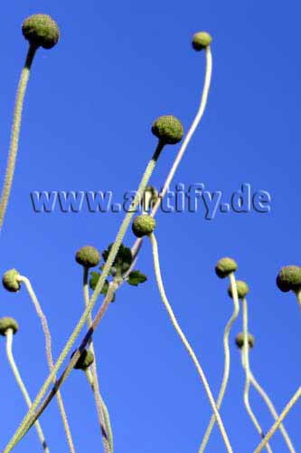 Herbst