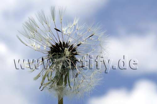 Pusteblume