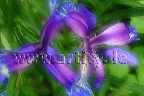 Romance Iris