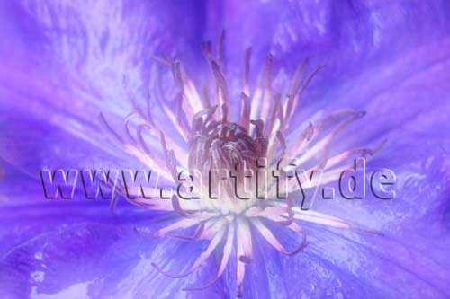 Romance Clematis