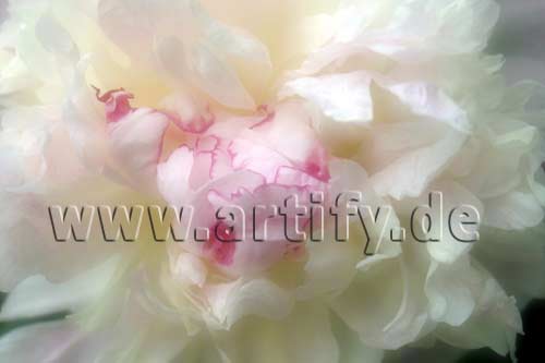 Romance Pfingstrose