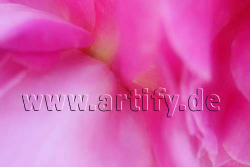 Romance in Rosa