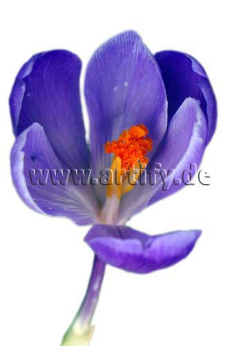 Krokus