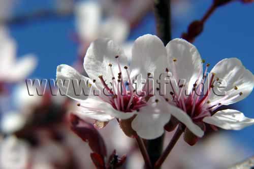Kirschblüte