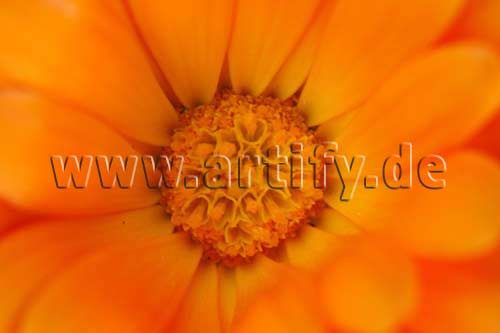 Orange Blüte