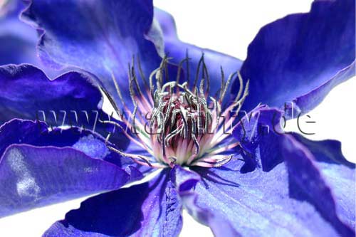 Clematis