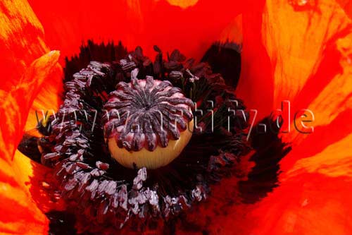 Mohn
