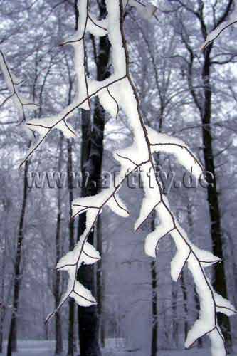 Winterwald