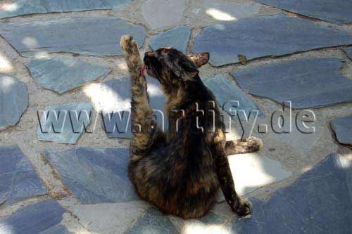Katzenwäsche