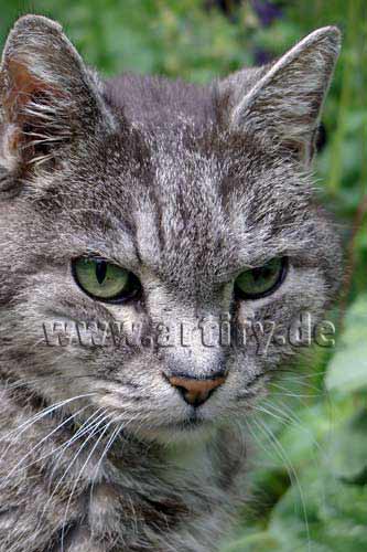 Katzensenior