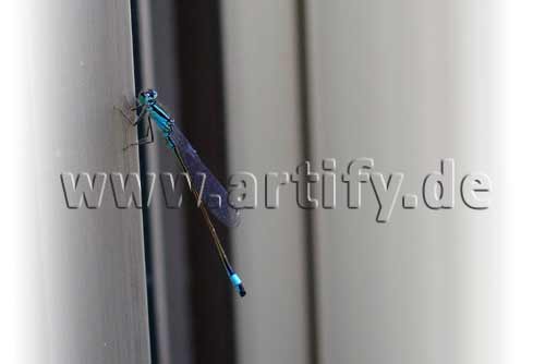 Libelle