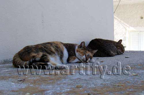 Siesta