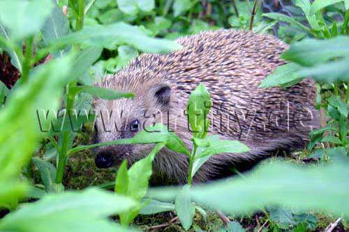 Guckst du