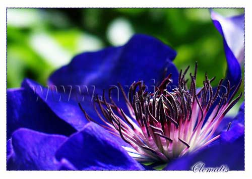 Clematis
