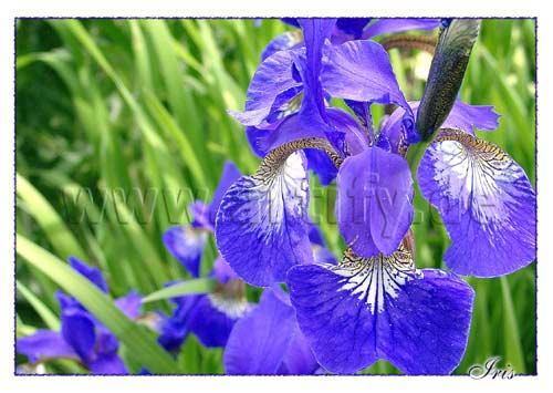 Iris