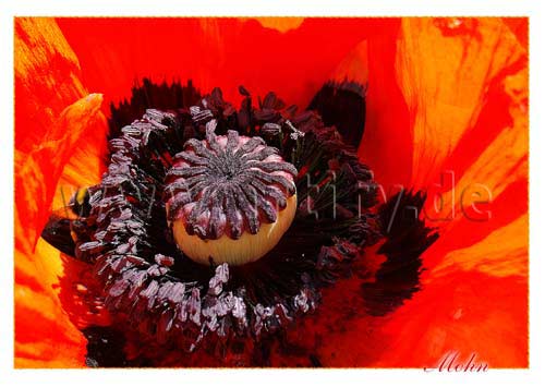 Mohn