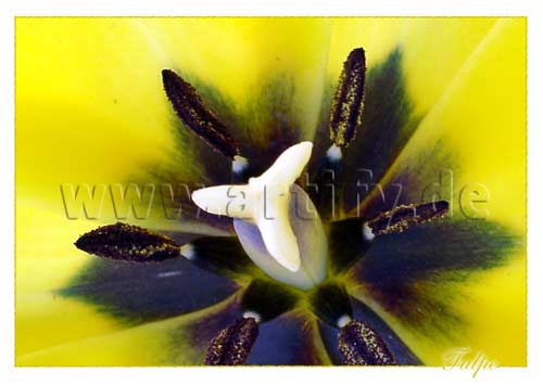 Tulpe