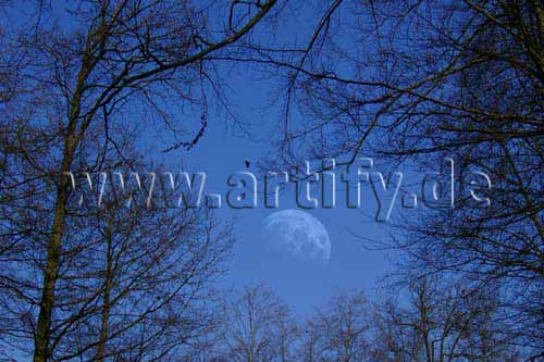 Waldmond