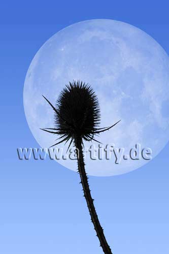 Bei Vollmond