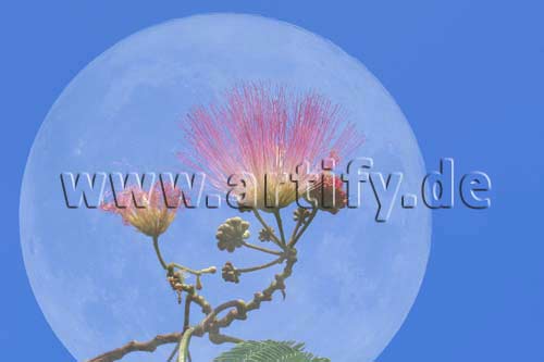 Anmut im  Mond