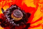 Mohn