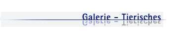 Galerie - Tierisches